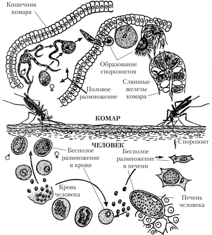 Жизненный цикл малярийного плазмодия.