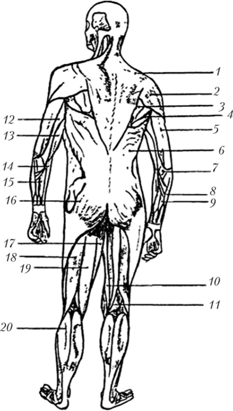 Мышечная система (вид сзади).