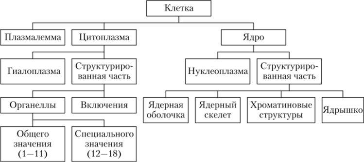 Схема структурной организации клетки.