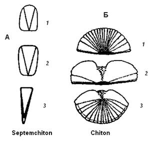 Систематическая часть. Определитель ископаемых остатков Phylum Mollusca.