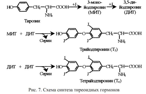Механизм действия стероидных гормонов и тироксина.