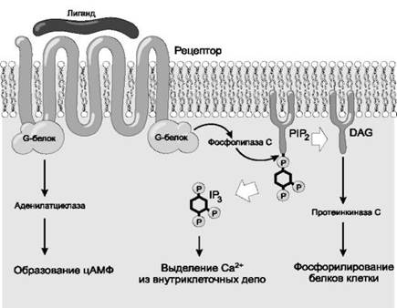 Проведение сигналов с рецепторов семейства семичленной «гармошки». Роль инозиттрифосфата и диацилглицерина в реализации действия лигандов на клеткумишень. Образование комплекса лиганда с рецептором стимулирует G-белок, который активирует фосфолипазу С. Фосфолипаза С катализирует расщепление инозит-4,5-бифосфата (PIP2) на инозит-1,4,5-трифосфат (IP3) и диацилглицерин (DAG). Инозиттрифосфат (IP3) вызывает высвобождение Ca2+ из внутриклеточных депо. Ca2+-зависимая протеинкиназа С, активированная диацилглицерином (DAG), фосфорилирует белки клетки.