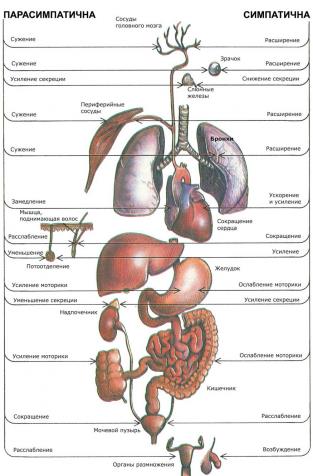 Вегетативная иннервация тканей и органов.