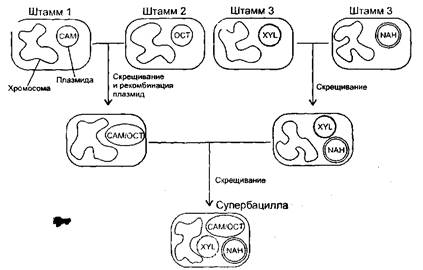 Суперштамм, полученный на основе последовательных скрещиваний четырех штаммов Pseudomonas putida.