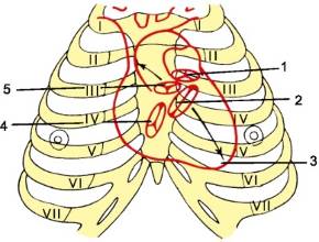 Строение сердца. Анатомо-топографическое строение и функциональная анатомия сердца.