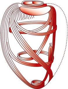 Строение сердца. Анатомо-топографическое строение и функциональная анатомия сердца.