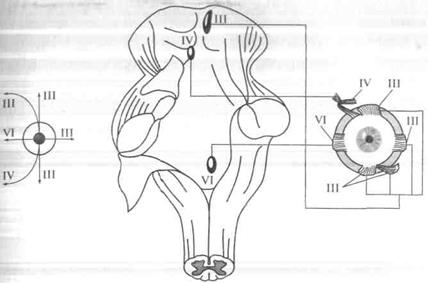 Иннервация глазодвигательных мышц (схема).