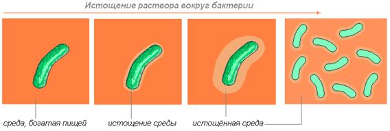 Обмен веществ. Основные группы бактерий, выполняющих важные функции в природе.