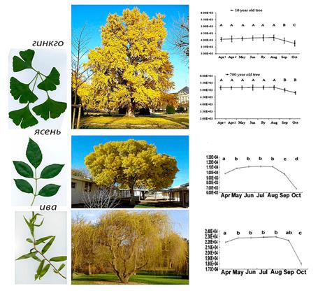 Динамика длины теломер в период с апреля по октябрь у трех видов листопадных деревьев.