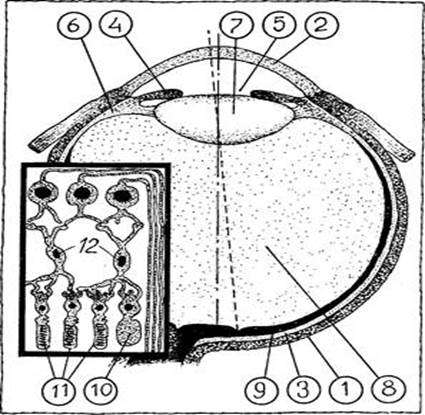 Рисунок 1. Строение глаза. 1 — склера; 2 — роговица; 3 — сосудистая оболочка; 4 — радужка; 5 — зрачок; 6 — ресничное тело; 7 — хрусталик; 8 — стекловидное тело; 9 — сетчатая оболочка; 10 — колбочки; 11 — палочки; 12 — нервные клетки.