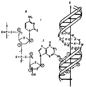 Строение ДНК. А — фрагмент нити ДНК, образованной чередующимися остатками дезоксирибозы и фосфорной кислоты. К первому углеродному атому дезоксирибозы присоединено азотистое основание.