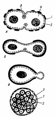 Способы деления и синтез клеточной стенки у прокариот. А — деление путем образования поперечной перегородки; Б — деление путем перетяжки; В — почкование; Г — множественное деление.