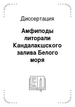 Диссертация: Амфиподы литорали Кандалакшского залива Белого моря