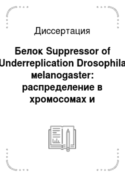 Диссертация: Белок Suppressor of Underreplication Drosophila мelanogaster: распределение в хромосомах и взаимодействие с другими белками