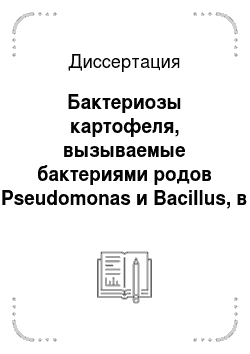 Диссертация: Бактериозы картофеля, вызываемые бактериями родов Pseudomonas и Bacillus, в условиях Белоруссии