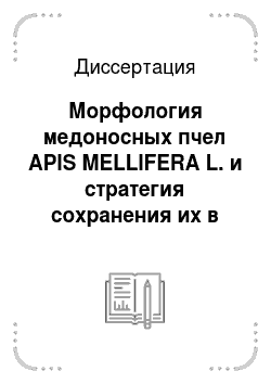 Диссертация: Морфология медоносных пчел APIS MELLIFERA L. и стратегия сохранения их в Республике Башкортостан
