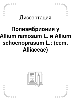 Диссертация: Полиэмбриония у Allium ramosum L. и Allium schoenoprasum L.: (cem. Alliaceae)