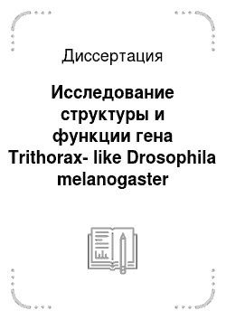 Диссертация: Исследование структуры и функции гена Trithorax-like Drosophila melanogaster