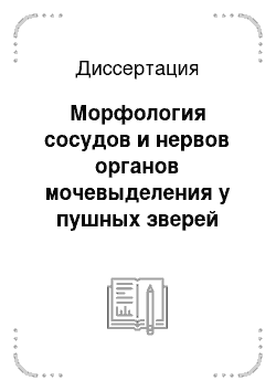 Диссертация: Морфология сосудов и нервов органов мочевыделения у пушных зверей клеточного содержания