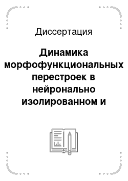 Диссертация: Динамика морфофункциональных перестроек в нейронально изолированном и симметричном участке контралатерального полушария неокортекса крыс при длительных сроках переживания