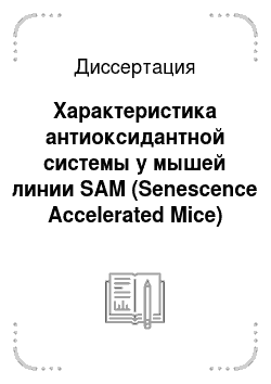 Диссертация: Характеристика антиоксидантной системы у мышей линии SAM (Senescence Accelerated Mice)