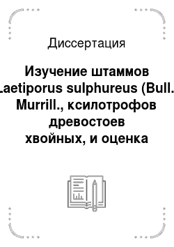 Диссертация: Изучение штаммов Laetiporus sulphureus (Bull.) Murrill., ксилотрофов древостоев хвойных, и оценка перспектив их использования в биотехнологии