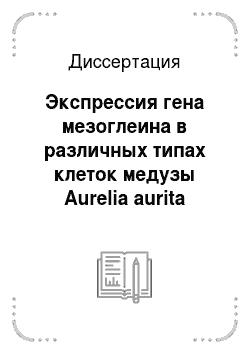 Диссертация: Экспрессия гена мезоглеина в различных типах клеток медузы Aurelia aurita