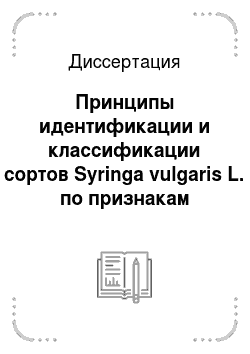 Диссертация: Принципы идентификации и классификации сортов Syringa vulgaris L. по признакам строения венчика