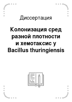 Диссертация: Колонизация сред разной плотности и хемотаксис у Bacillus thuringiensis