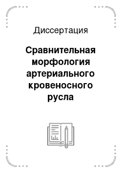 Диссертация: Сравнительная морфология артериального кровеносного русла двенадцатиперстной кишки позвоночных