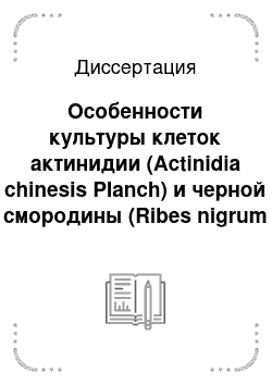 Диссертация: Особенности культуры клеток актинидии (Actinidia chinesis Planch) и черной смородины (Ribes nigrum L.) in vitro