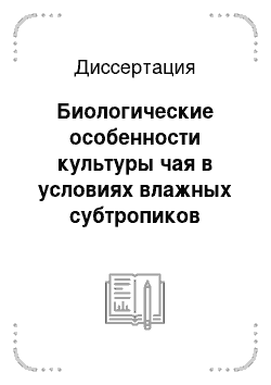 Диссертация: Биологические особенности культуры чая в условиях влажных субтропиков России