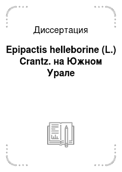 Диссертация: Epipactis helleborine (L.) Crantz. на Южном Урале