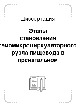 Диссертация: Этапы становления гемомикроциркуляторного русла пищевода в пренатальном онтогенезе человека