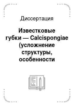 Диссертация: Известковые губки — Calcispongiae (усложнение структуры, особенности эволюции, построение естественной системы)