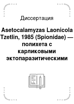 Диссертация: Asetocalamyzas Laonicola Tzetlin, 1985 (Spionidae) — полихета с карликовыми эктопаразитическими самцами: морфология и ультраструктура