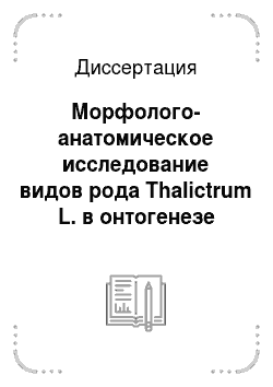 Диссертация: Морфолого-анатомическое исследование видов рода Thalictrum L. в онтогенезе