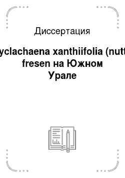 Диссертация: Cyclachaena xanthiifolia (nutt.) fresen на Южном Урале