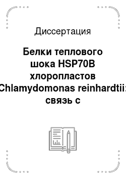 Диссертация: Белки теплового шока HSP70B хлоропластов Chlamydomonas reinhardtii: связь с устойчивостью клеток к окислительному стрессу и репарацией ДНК