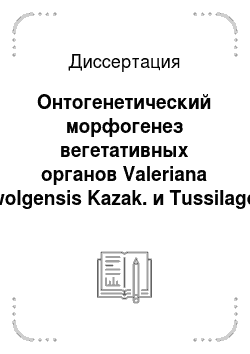 Диссертация: Онтогенетический морфогенез вегетативных органов Valeriana wolgensis Kazak. и Tussilago farfara L. в условиях культуры