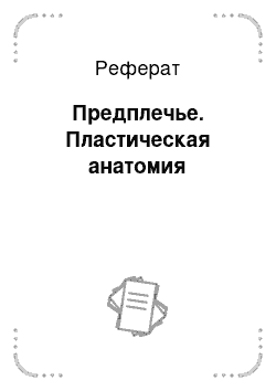 Реферат: Предплечье. Пластическая анатомия