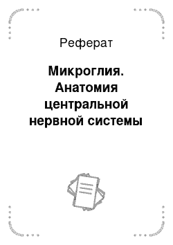 Реферат: Микроглия. Анатомия центральной нервной системы