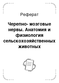 Реферат: Черепно-мозговые нервы. Анатомия и физиология сельскохозяйственных животных