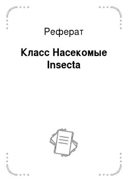 Реферат: Класс Насекомые Insecta