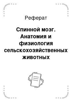 Реферат: Спинной мозг. Анатомия и физиология сельскохозяйственных животных