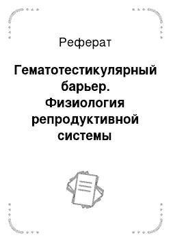 Реферат: Гематотестикулярный барьер. Физиология репродуктивной системы млекопитающих