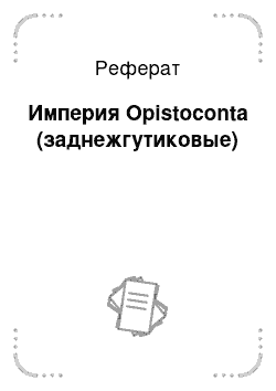 Реферат: Империя Opistoconta (заднежгутиковые)