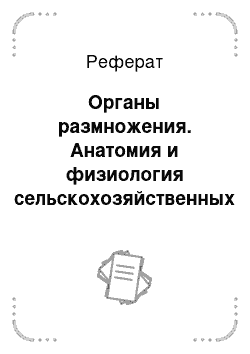 Реферат: Органы размножения. Анатомия и физиология сельскохозяйственных животных