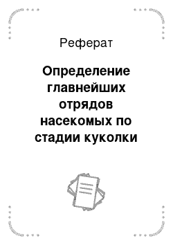 Реферат: Определение главнейших отрядов насекомых по стадии куколки