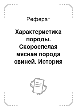 Реферат: Характеристика породы. Скороспелая мясная порода свиней. История создания и развития породы